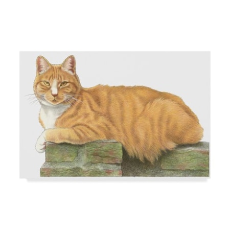 Francien Van Westering 'Orange Cat On Perch' Canvas Art,12x19